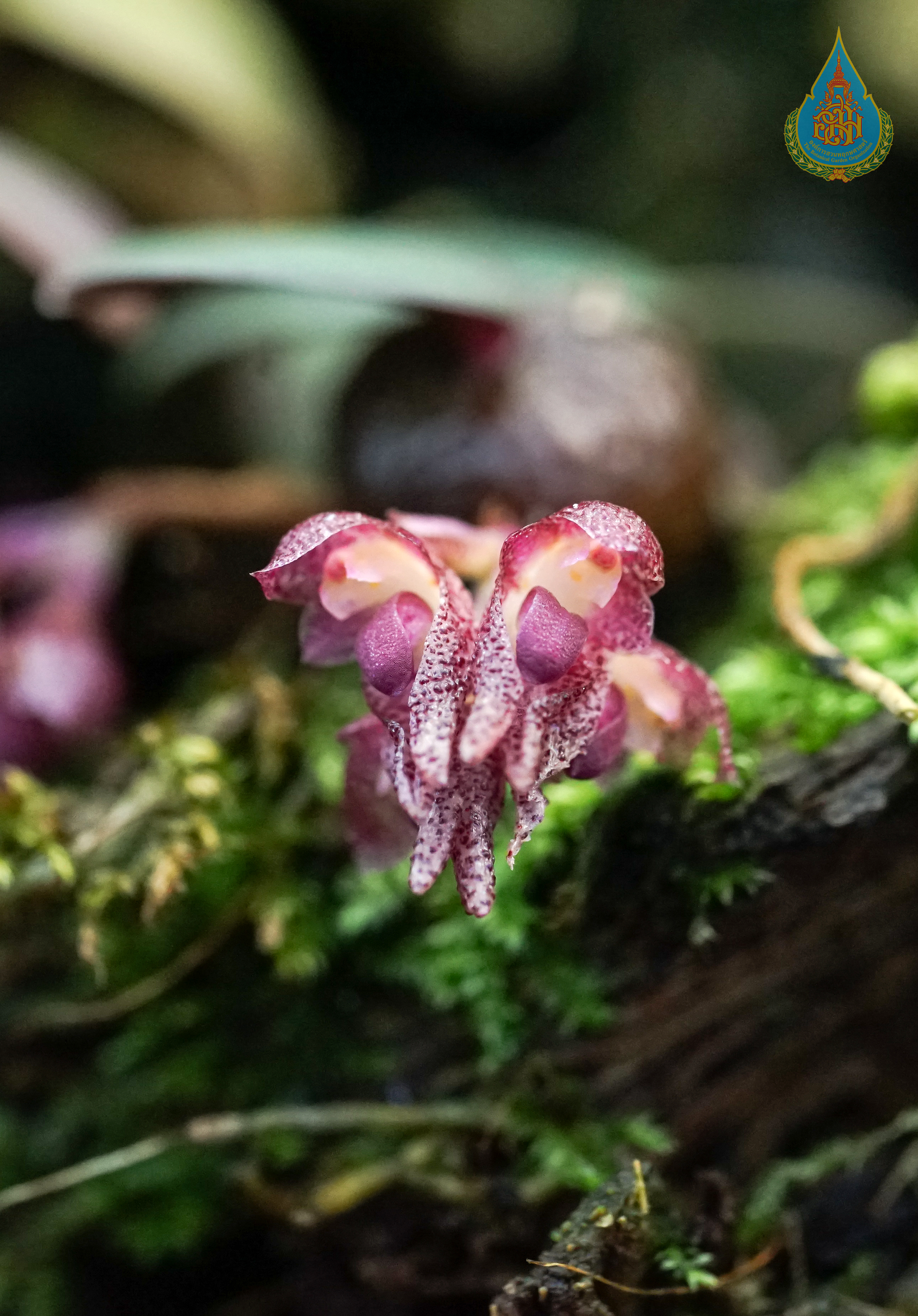 สิงโตไซเดนฟาเดน Bulbophyllum seidenfadenii A.D.Kerr<br/>ORCHIDACEAE